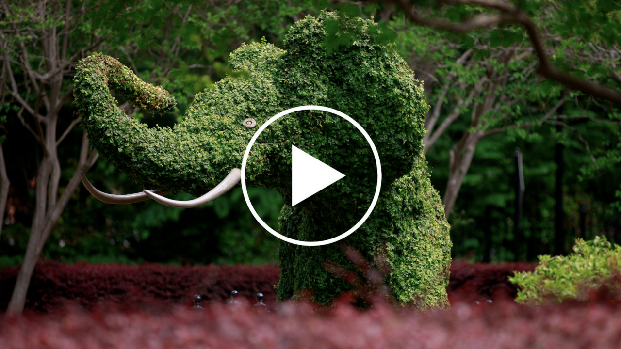 The Topiary Elephant: A Living Campus Icon